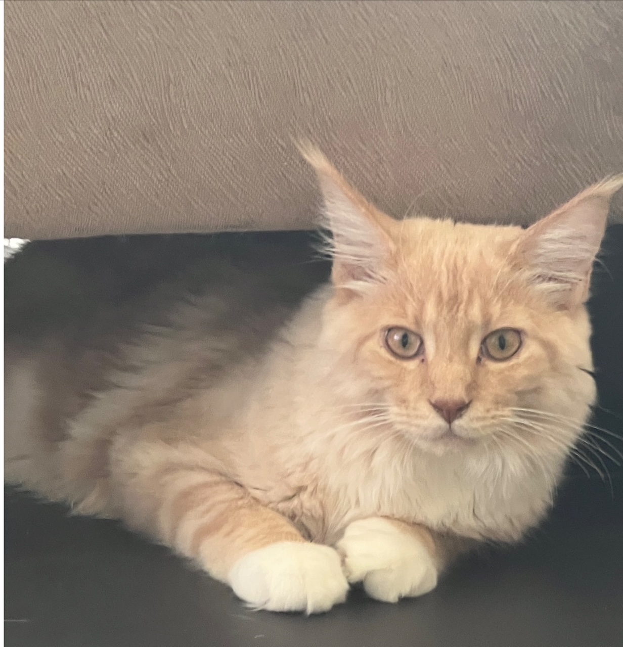 Maine Coon