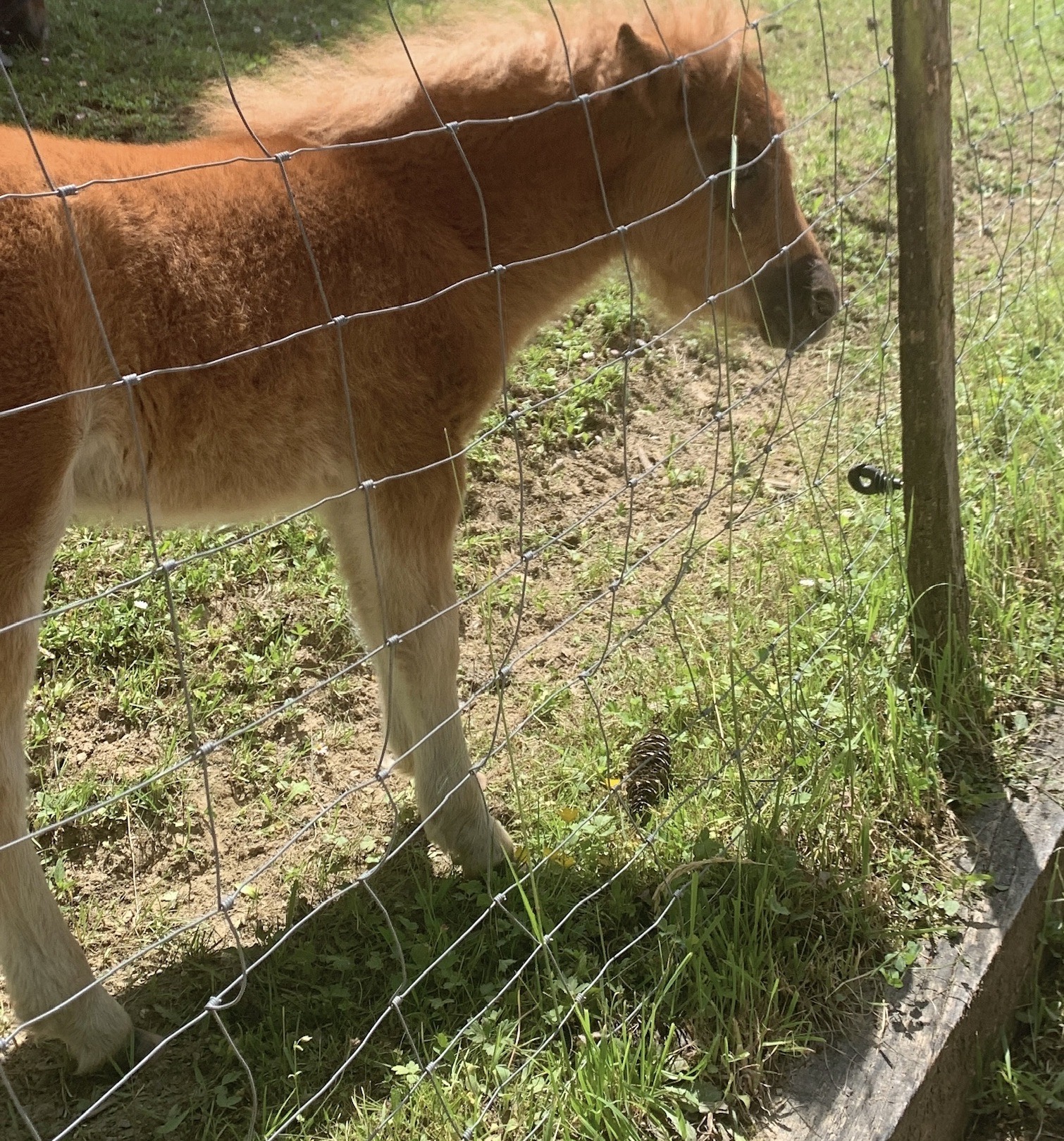 Beautiful Pony