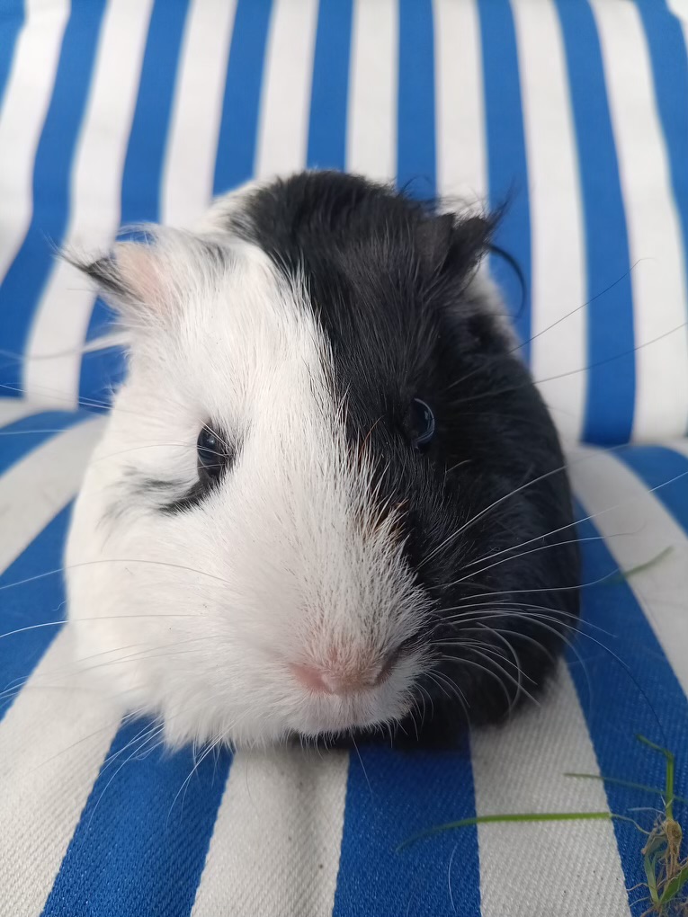 Guinea pig 1