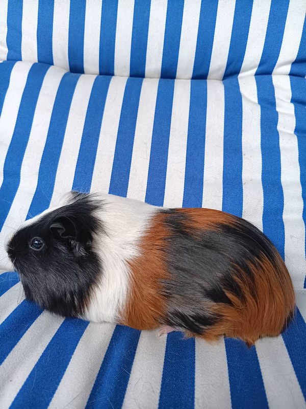 Guinea pig 2