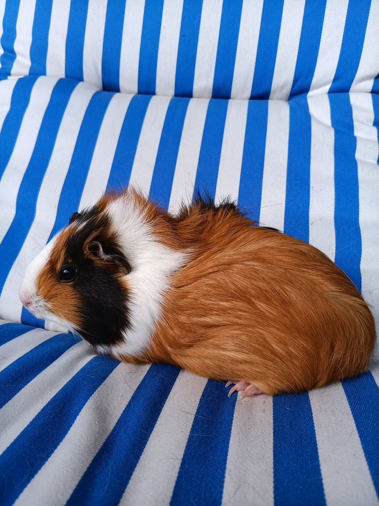 Guinea pig 3