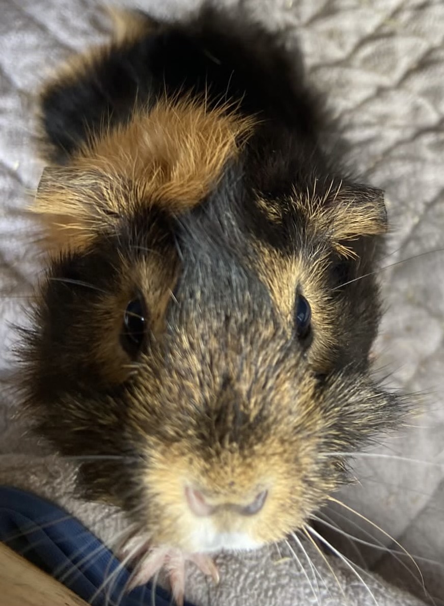 Guinea pig 4