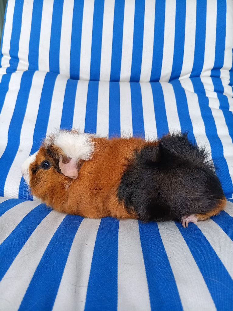 Guinea pig 5