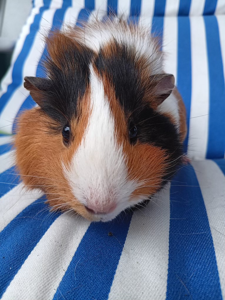 Guinea pig 6