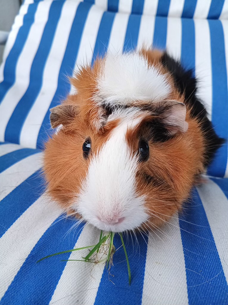 Guinea pig 7