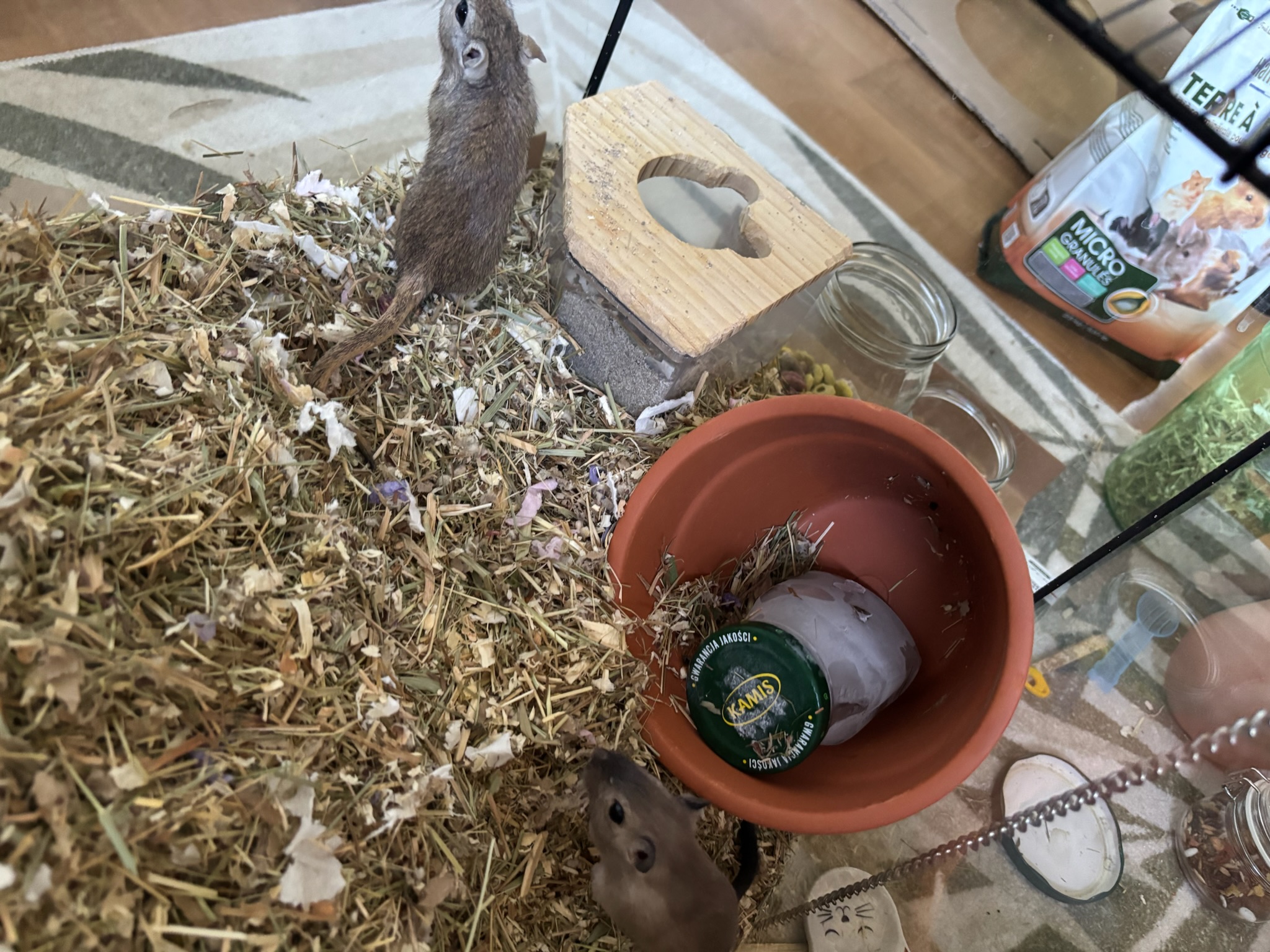 My gerbil cage cooling setup for hot weather